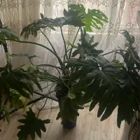 پرستار نیمه وقت