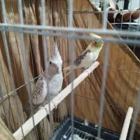 یک جفت عروس هلندی مولد