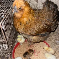 مرغ زیبا بهمراه ۱۰عدد جوجه