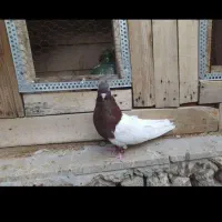 عکس نمایشی هس|حیوانات|شیراز, شهرک بهار|دیوار