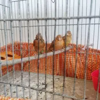 قناری شتری وسرخ|پرنده|شیراز, شهرک گلستان شمالی|دیوار