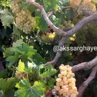 باغ-فروشی-با-چاه-پروانه-دار