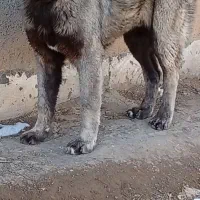 توله سرابی