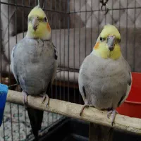 عروس هلندی|پرنده|خمینیشهر, |دیوار