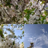 باغچه 650 متری ماهدشت فروش فوری|فروش زمین و ملک کلنگی|ماهدشت, |دیوار