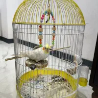 عروس هلندی نر دستی با وسایل|پرنده|نوشهر, |دیوار