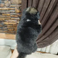 شیتزو  پیکنیز|سگ|گرگان, |دیوار