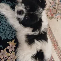 سگ شیتزو|سگ|پرند, فاز ۶|دیوار