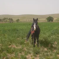 اسب|اسب و تجهیزات اسب‌سواری|کمره, |دیوار