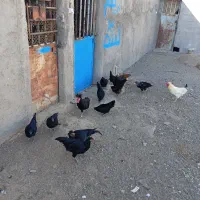 مرغ  سیاه فروشی صحیح سالم|حیوانات مزرعه|بردسکن, |دیوار