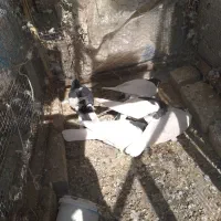 کبوتر چپ و راست و خال|پرنده|تربتحیدریه, اندیشه|دیوار