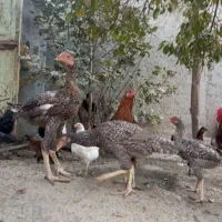 خروس لاری|حیوانات مزرعه|شبانکاره, |دیوار