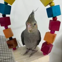 عروس هلندی خانگی سالم دستی|پرنده|رودهن, |دیوار