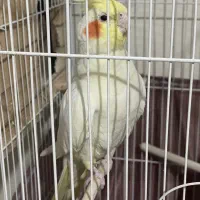 عروس هلندی|پرنده|فردیس, انبار نفت|دیوار