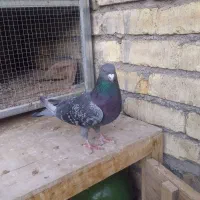 کبوتر پلاکی نر