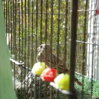 پرنده خوش آواز|پرنده|محمدیه-قزوین, |دیوار