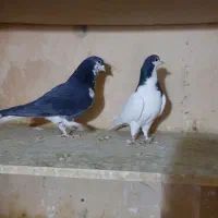 کبوتر جفتی|پرنده|سبزوار, امیر کبیر|دیوار