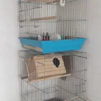 قفس عروس هلندی.کاسکو مدل 1033