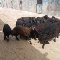 ۲۳بره افشاره درجه دونه ۳۳ کیلو هست قیمت کیلوی ۷۰۰