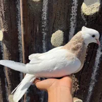 کفتر ماده طوقی