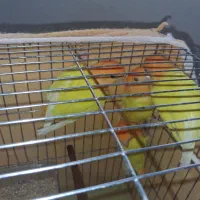 طوطی کوتوله برزیلی.اوپال کله نارنجی