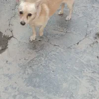 سگ پاکوتاه نر|سگ|خان ببین, |دیوار