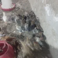 جوجه محلی ۱۸۰ عدد یکجا حراج