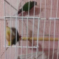 کاملان سالم ورام