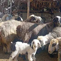 25راس میش داشتی