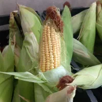 بلال تازه