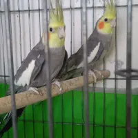 عروس پاریس هلندی دوتا نر معاوضه فقط با ماده