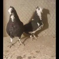 11تا کبوتر هواگرفته یجایی فروشی|پرنده|شاهرود, |دیوار