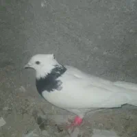 پرنده|حیوانات|مشهد, پروین اعتصامی|دیوار