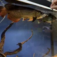 آروانا گلدن های بک.|ماهی|قزوین, |دیوار