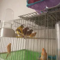 تعدادی قناری نروماده با کیفیت