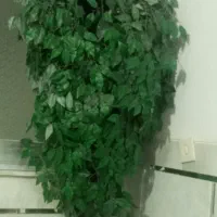 بلسنقدید|گل مصنوعی|شاهرود, |دیوار