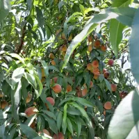 فروش ۲۹۰۰متر باغ هلو و پرتقال خونی با چاه اب و برق|فروش زمین و ملک کلنگی|نوکنده, |دیوار