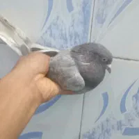 کبوتر لوت اشعل کویتی