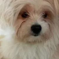 سگ پامر|سگ|مشهد, کشف|دیوار