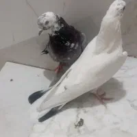 سلام کفتر اصفهانی صدا کن قدرجون هستند