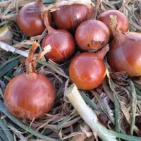 نگین و طلای ۲۴ عیار خوراکی|حراج|شیراز, زرهی|دیوار