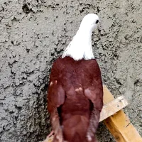 کله سفید مخمل کربلایی کلاغ کربلایی طوقی دمسفید|پرنده|فلاورجان, |دیوار