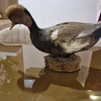 صنایع دستی پرنده