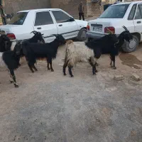 6عدد بز فروشی|حیوانات مزرعه|کوهدشت, |دیوار