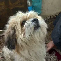 سگ پاکوتاه اموزش دیده