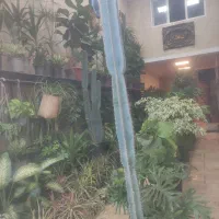 گل و گیاه اریکا|گل و گیاه طبیعی|ری, فیروزآبادی|دیوار