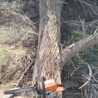 خریدار چوب هستم با قیمت خوب