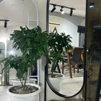 حراج آینه قدی ۶۰ در۱۶۰، ارسال رایگان، ۵ سال ضمانت|آینه|بابل, |دیوار