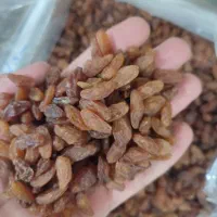 کشمش سبز|خوردنی و آشامیدنی|بیرجند, |دیوار