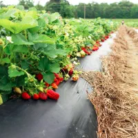 مالچ*بستر کشت*گروبگ